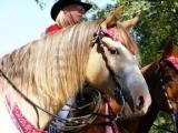 Northern Illinois Horse Fest